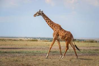 4-Day Ndutu Migration Safari in the Calving Season