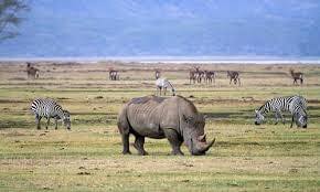 4-Day Ndutu Migration Safari in the Calving Season