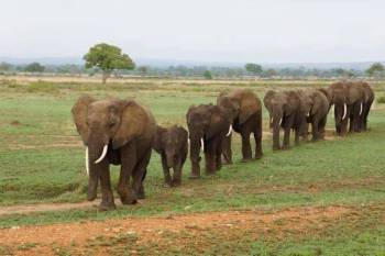 4-Day Taste of Tarangire and Materuni Waterfall Tour