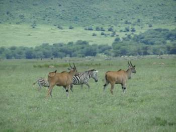 5-Day Tanzania Wildlife Breakaway (Serengeti Fly-in)