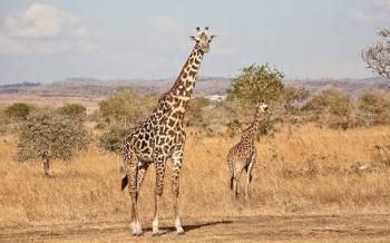 Arusha Tour Packages