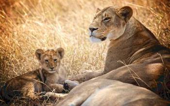 5-Day Ndutu Migration Footstep -Calving Season Safari