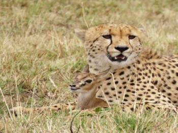 5-Day Ndutu Migration Footstep -Calving Season Safari