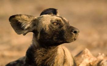 Arusha Tour Packages