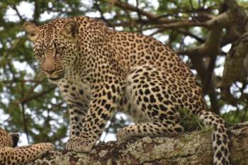 5-Day Safari to Nyerere and Mikumi National Parks