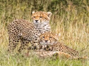 5-Day Safari to Nyerere and Mikumi National Parks