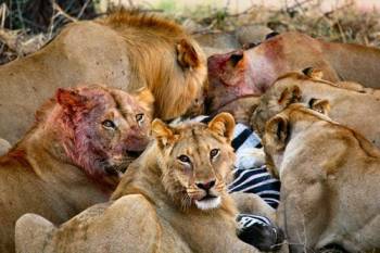 6-Day Private Big 5 Mid Range Tour in Tanzania