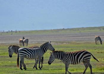 6-Day Private Big 5 Mid Range Tour in Tanzania