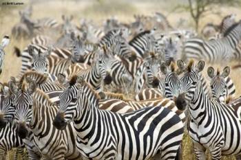 6-Day Private Big 5 Mid Range Tour in Tanzania