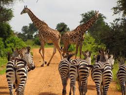 6-Day Private Big 5 Mid Range Tour in Tanzania