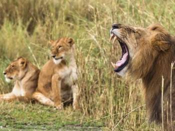 6-Day Private Big 5 Mid Range Tour in Tanzania