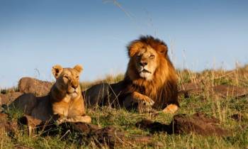 4Day Private Masai Mara - Lake Nakuru Safari Van Edition Tour