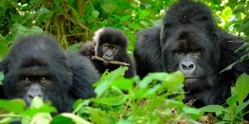 11Day Gorillas - Masai Mara - Zanzibar Tour