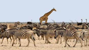 11Day Mara - Nakuru - Amboseli - Serengeti - Ngorongoro - Nairobi Tour