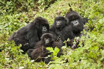 20-Day The Best Of Uganda - Kenya And Tanzania Tour