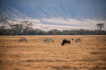 1 Night 2 Day Tarangire and Ngorongoro Joining Group Safari