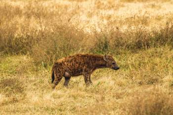 Ngorongoro Tour Packages