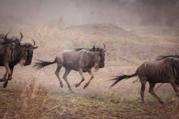 2 Night 3 Day Serengeti and Ngorongoro Crater Joining Group Adventure