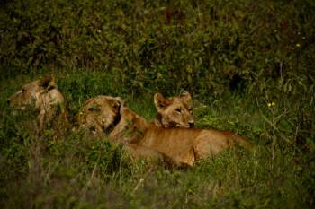 2 Night 3 Day Serengeti and Ngorongoro Crater Joining Group Adventure