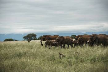 Ngorongoro Tour Packages