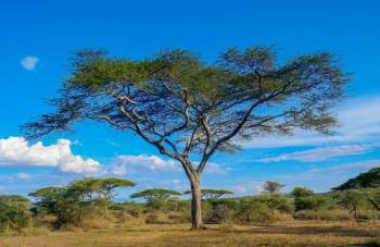 Arusha Tour Packages