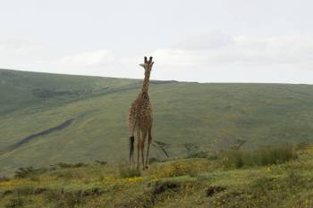 Ngorongoro Tour Packages