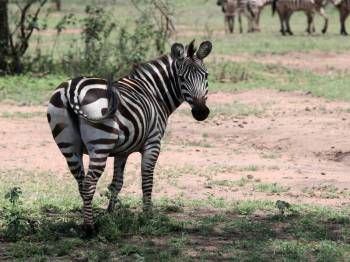 5 Night 6 Day Tarangire, Serengeti, Ngorongoro and Lake Manyara Joining Group Safari