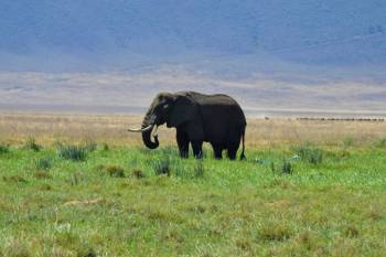 5 Night 6 Day Tarangire, Serengeti, Ngorongoro and Lake Manyara Joining Group Safari