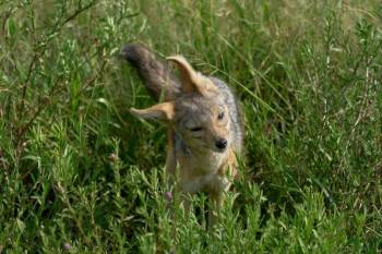 Arusha Tour Packages