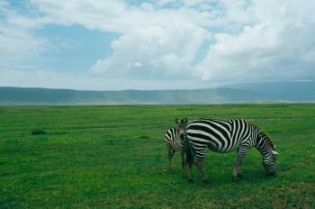 Ngorongoro Tour Packages