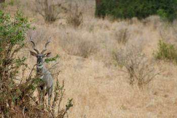 Ngorongoro Tour Packages