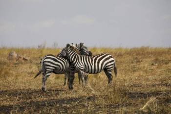 6 Night 7 Day Ultimate Tanzania Wildlife & Culture Adventure