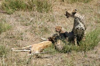 6 Night 7 Day Ultimate Tanzania Wildlife & Culture Adventure