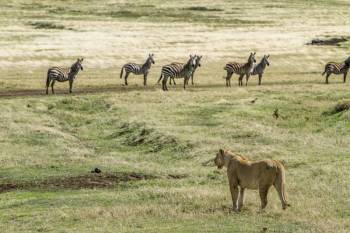 Arusha Tour Packages