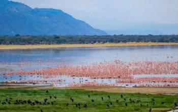 4 Days Tanzania Classic Safari Tour