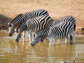 3 Days Ngorongoro And Serengeti Safari - Joining Group Safari Tour