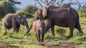 4D 3N Safari To Tarangire - Serengeti - Ngorongoro Joining Group Safari Tour