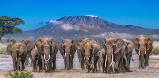 2 Days Amboseli National Park Tour