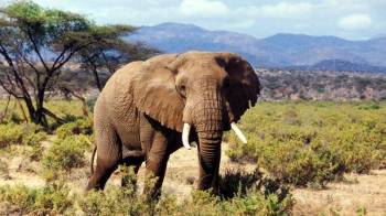 3 Days Samburu National Park Safari Tour