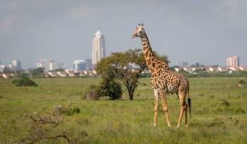 4 Days Bush To Beach Safari Tour