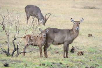 Ngorongoro Tour Packages