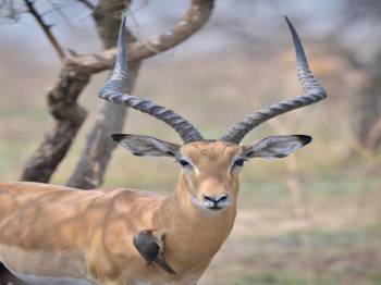 5 Day Group Joining Tour Tarangire - Manyara - Serengeti - Ngorongoro Crater