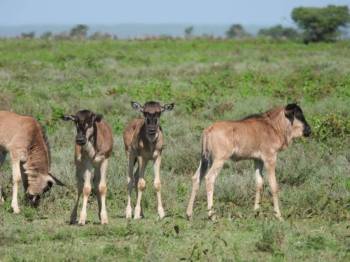 13 days 12 nights in Tarangire, Serengeti, Ngorongoro Conservation area