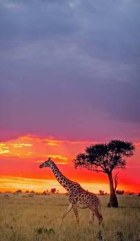 6 Days 5 Nights Amboseli - Aberdares - Lake Nakuru - Masai Mara Tour