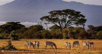 2 Days - 1 Night Amboseli Safari Package