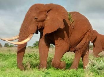 Masai Mara Tour Packages