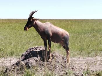 2 nights 3 Days Flight Safari