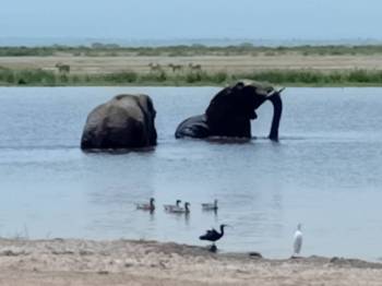 Masai Mara Tour Packages
