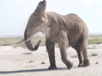 Masai Mara Tour Packages