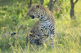 5-Day Exquisite Wilderness Safari